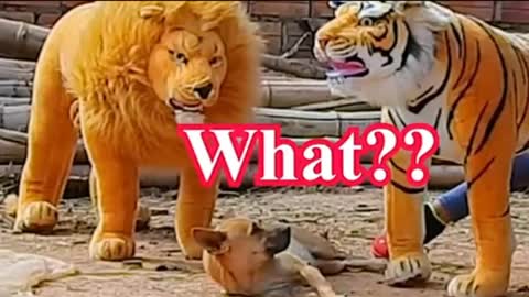 Dog Prank With Fake Tiger EP 4