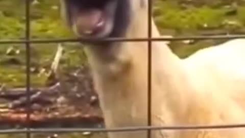 Funny goat