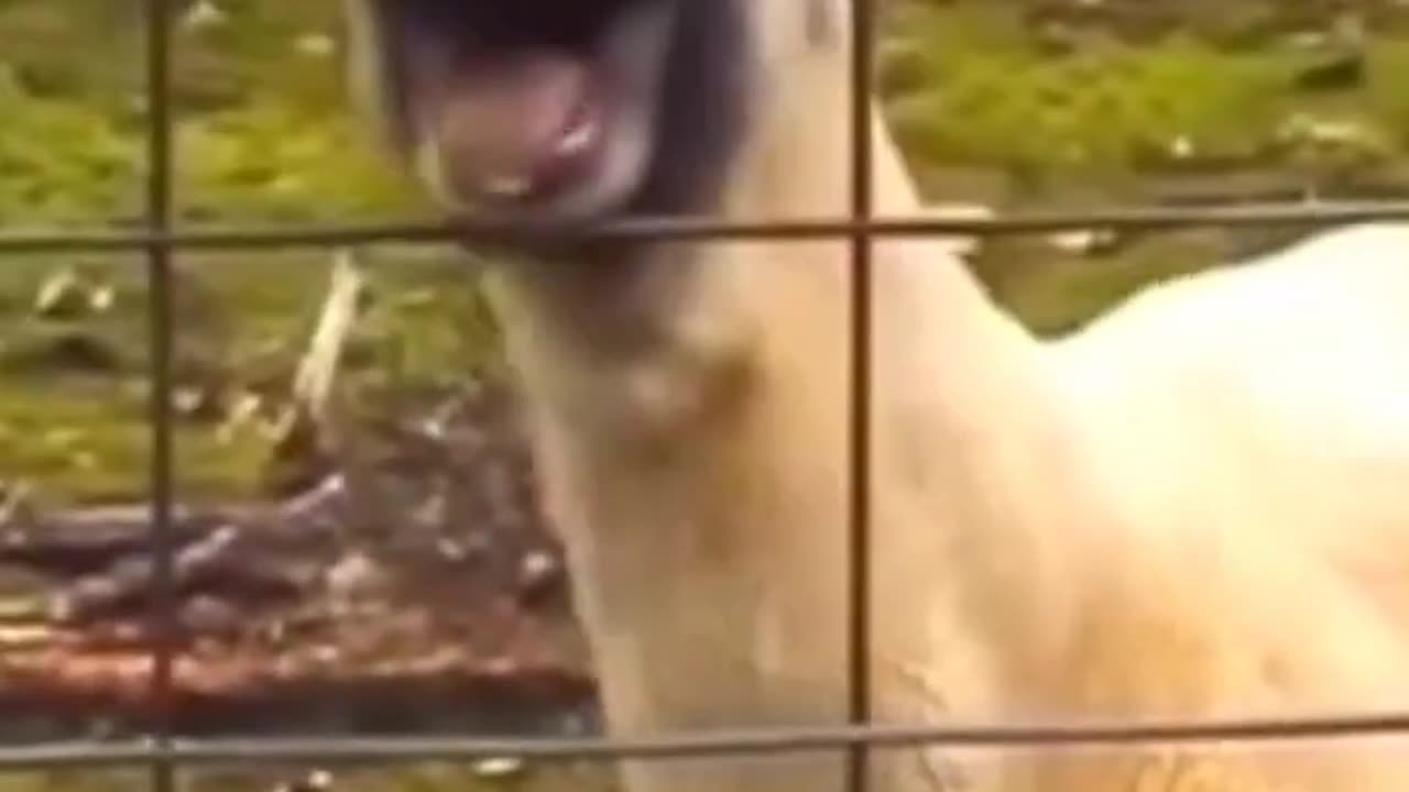 Funny goat