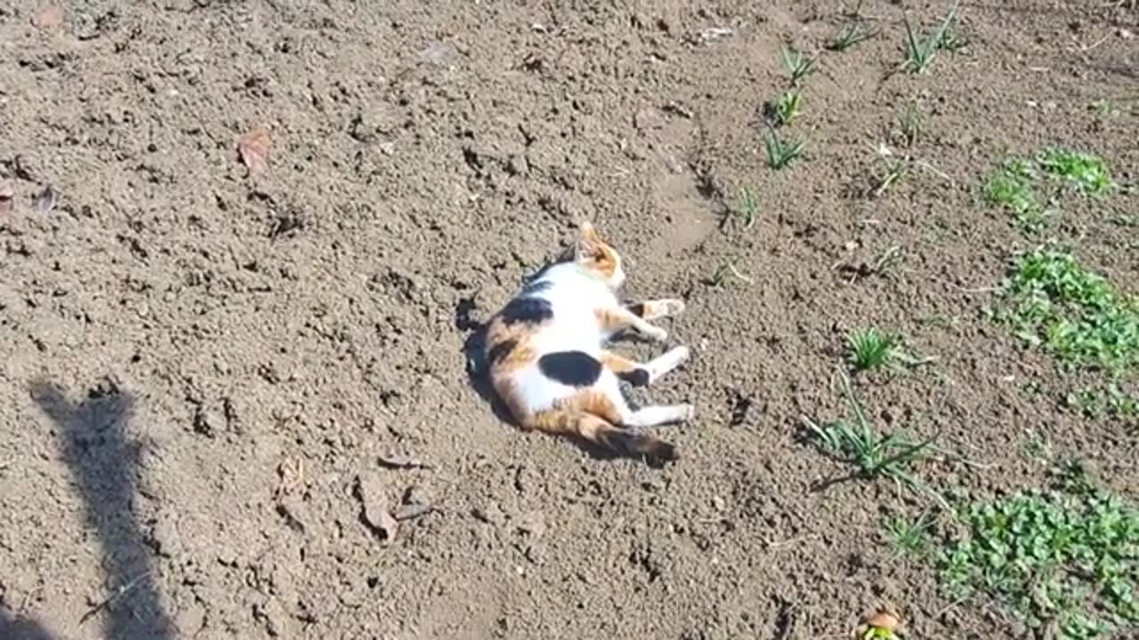 A cute cat goes to sleep on the sand