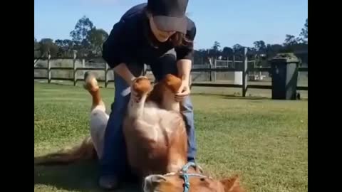 Funny and Cute Horse Videos That Will Change Your Mood For Good