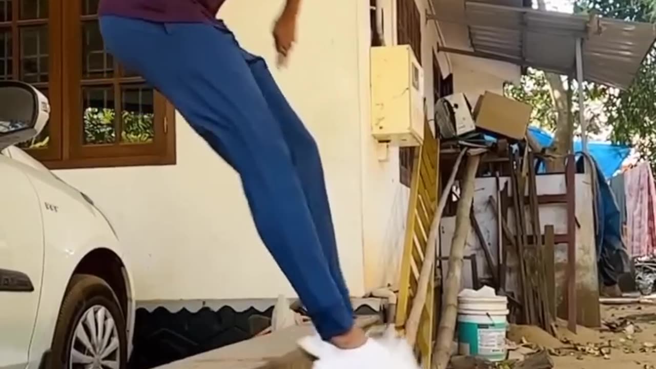 Funny videos