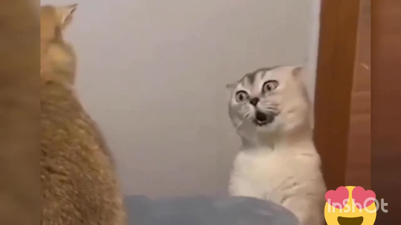 How can it possible by cat funny videos