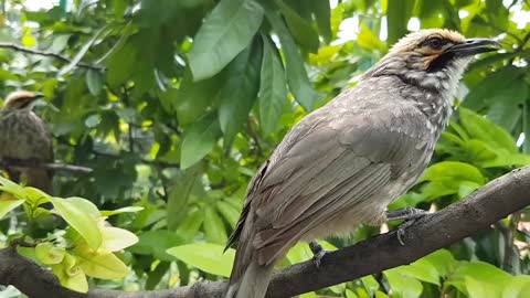 Birds Chirping Is Often Heard In The Morning