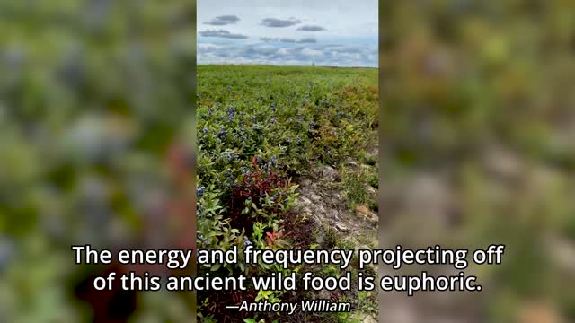 This Ancient Wild Food Is Euphoric