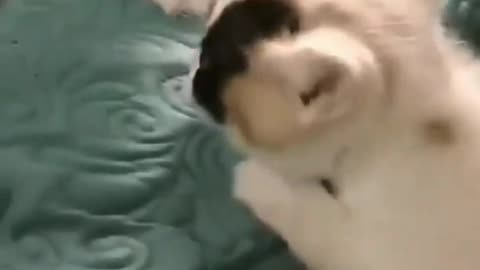 Cute Cats Fight Video