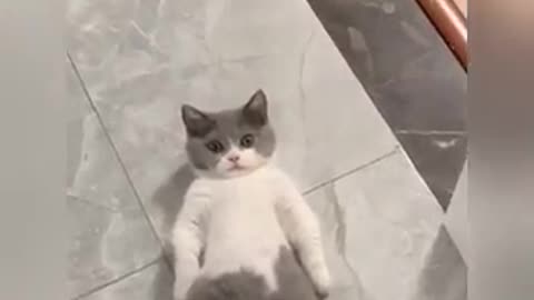 Cat Lay Down On Floor And Trying To Ignore So Cute