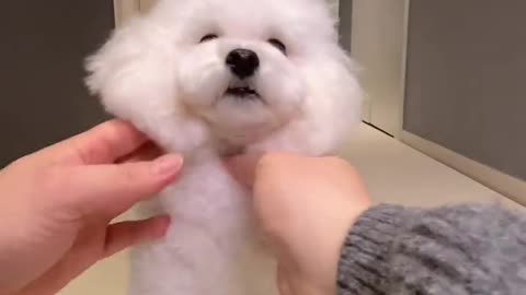 아라 최애 영상🐩