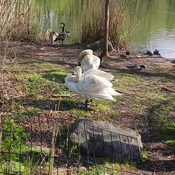 Swans kissena park