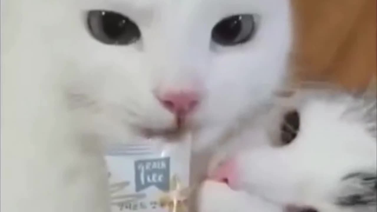 Crazy and Funny Videos!
