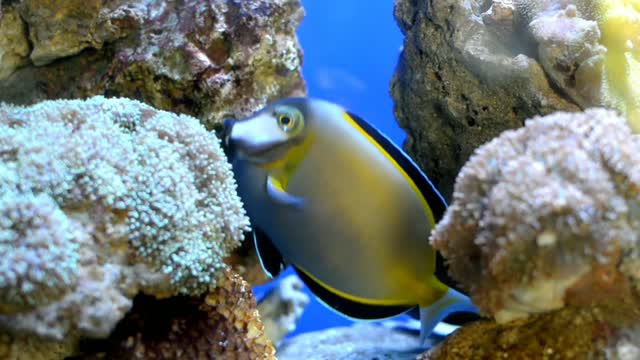 Fish set off in groups to search for food.