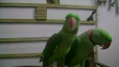 Best parrot pair raw parrots