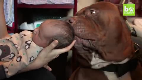 Dog 🐶