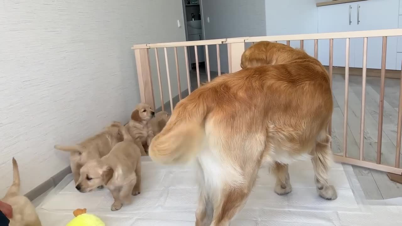 Golden Retriever Dad Meets His 11 Puppies