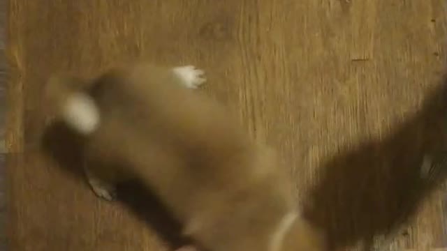 little dog eats 2