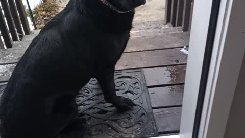 Stubborn dog refuses to come in from the cold