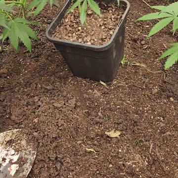 Transplant the plant