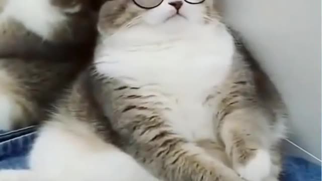Funny Cat Hilarious Reactions-Try not to laugh