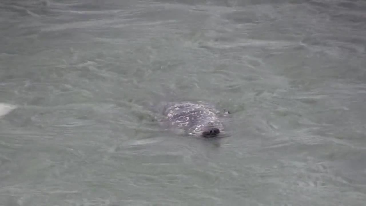 Seal Gull Pecking Animal Seagull Water Nature