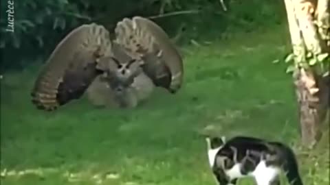 Owl Warning Cat
