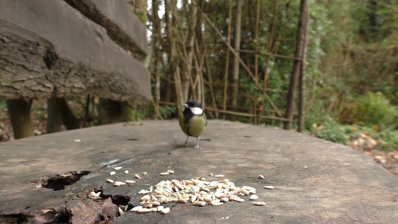 Video for Cats - Birds Tweeting on The Bench