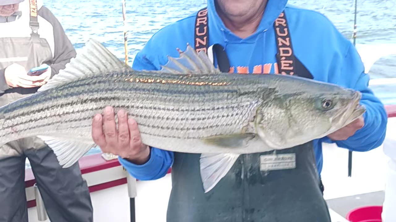 Striped bass