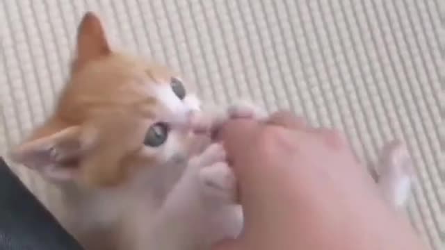 this kitten loves bitting hands