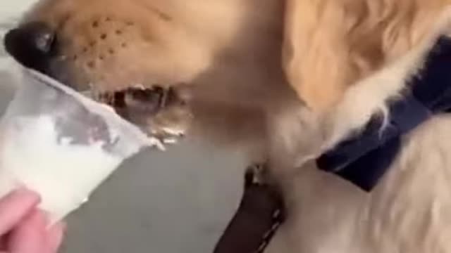 Funny Animal Videos #40