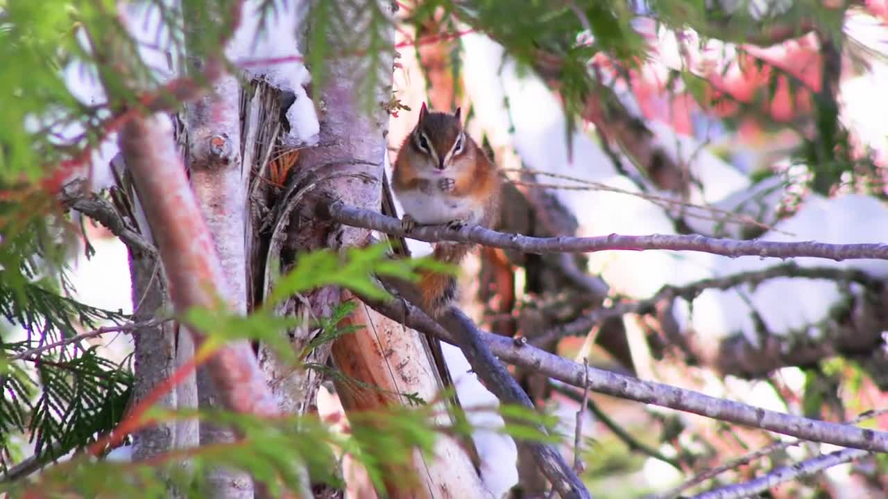 Chipmunk Tree Small Nature Rodent Animal Wildlife