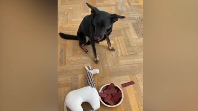 Dog Reaction to Cutting Cake 🤣 - Funny Dog Cake Reaction Compilation - Pets House
