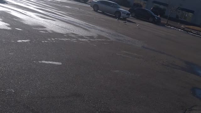 Seagulls in Pueblo Colorado