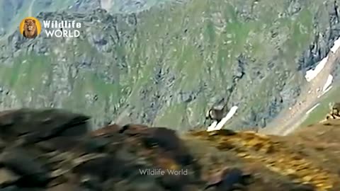 Eagles captures a Goat Amazing Raptors and Eagle Attacks Eagles vs Monkey Fox and Snake