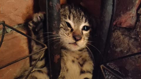 This kitten is really horrible...and naughty