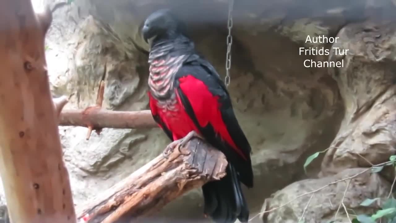 beautiful cute parrots Pesquet's Parrot (Psittrichas Fulgidus) Sound