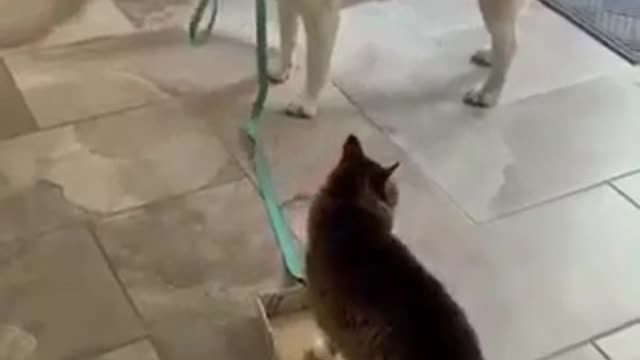 Cute Puppy and Cute Cat Playing together