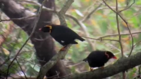 Burung beo di alam liar