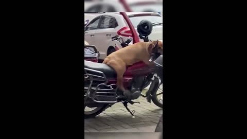 Cat and dogs love