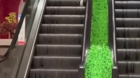 Funniest Cats and Dogs | Funny Animal Videos