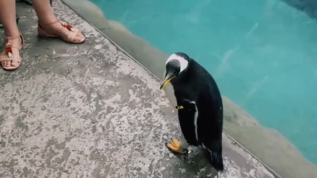 cute penguins