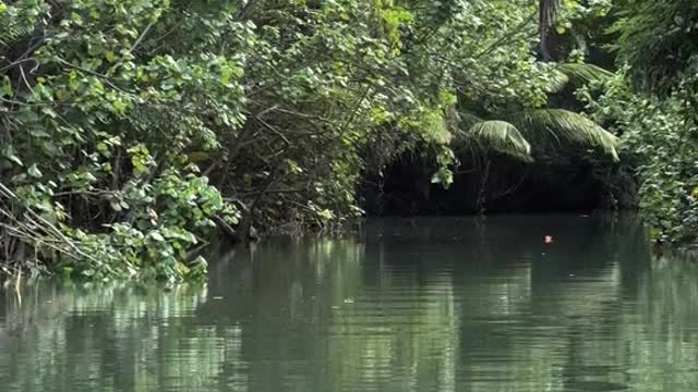 🇩🇲 Indian River in Dominica Boating