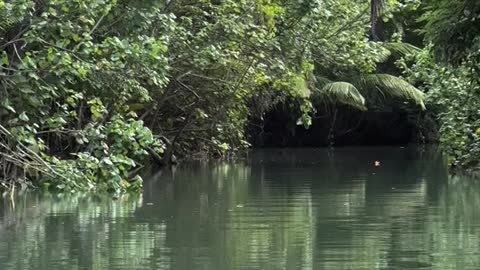 🇩🇲 Indian River in Dominica Boating