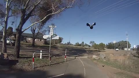 Swooped! Commuting in Canberra during Spring