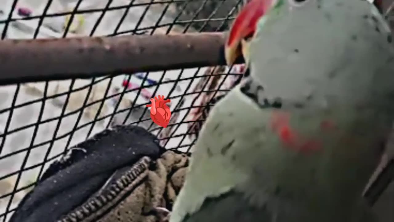 Raw parrot