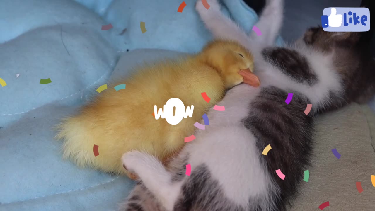 Kitten and Duckling are sleeping together | Cute funny video | funny video Part 33