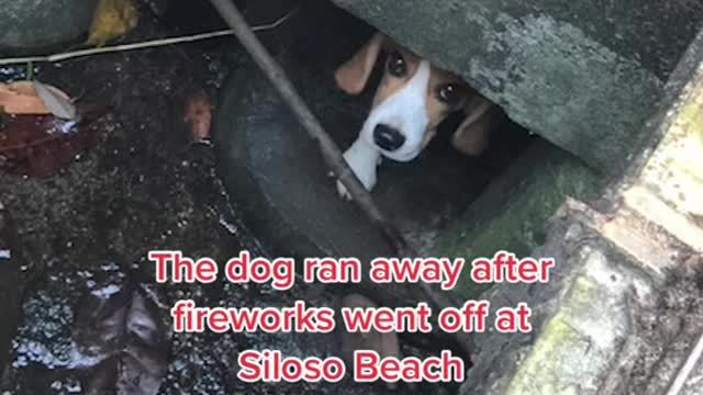 Lost beagle in Sentosa found in drain after 2 days