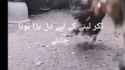 Murga ki video mourga and dog fight