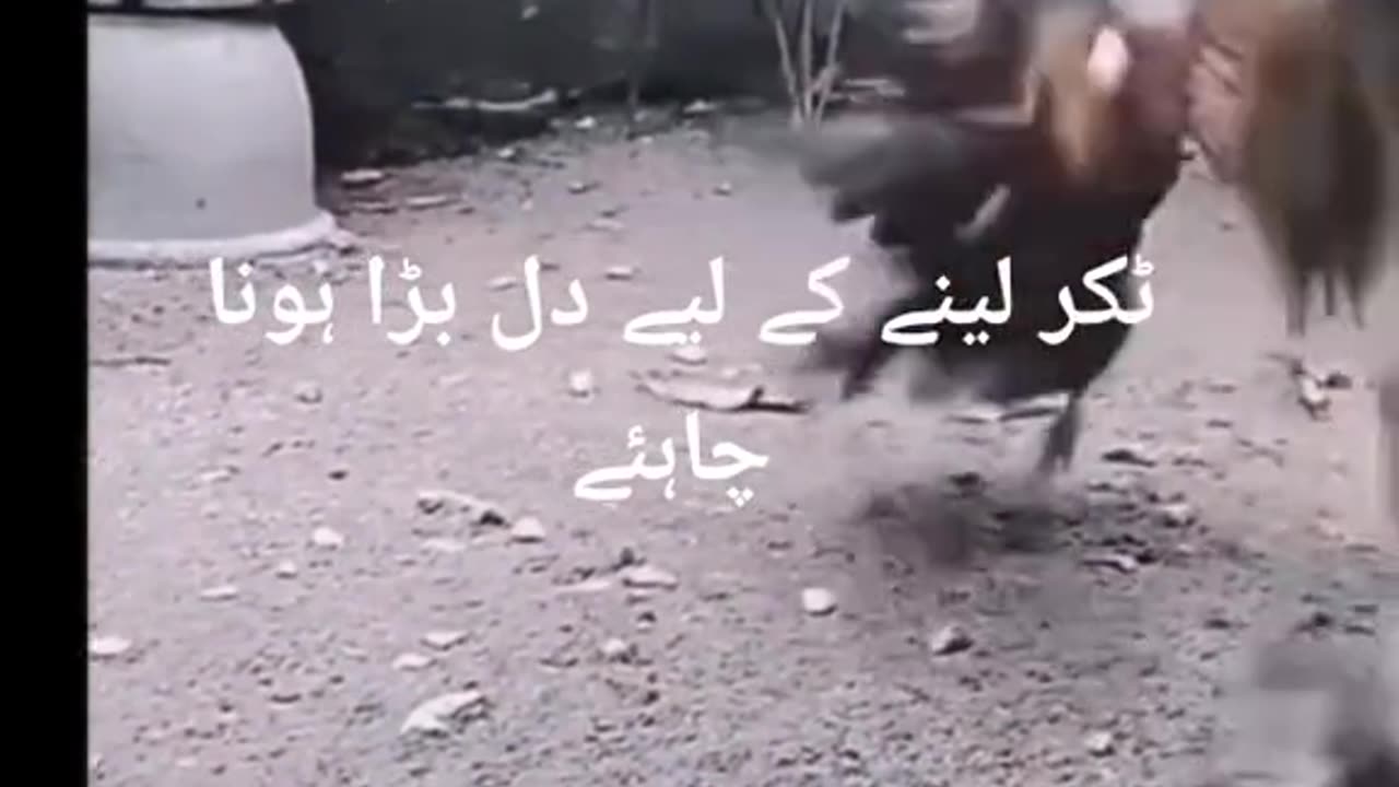 Murga ki video mourga and dog fight