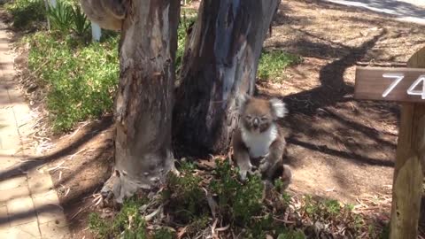 Koala Gets Kicked Out Of Tree and Cries!