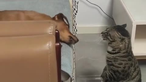 Cat handling dogs