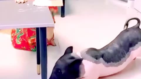 Dog funny video | dog video | funny video